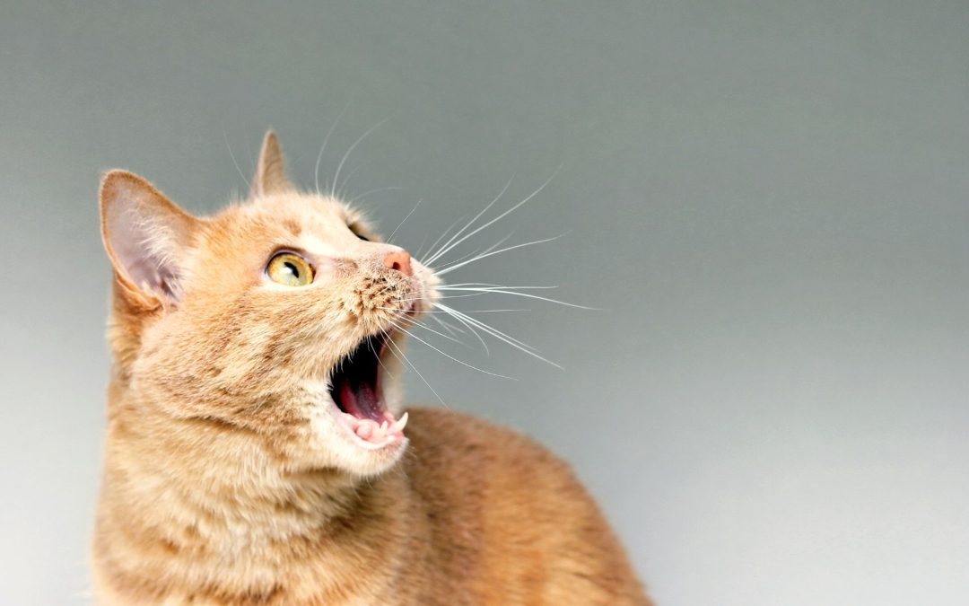How To Make Your Pet Famous On Instagram in 2024
