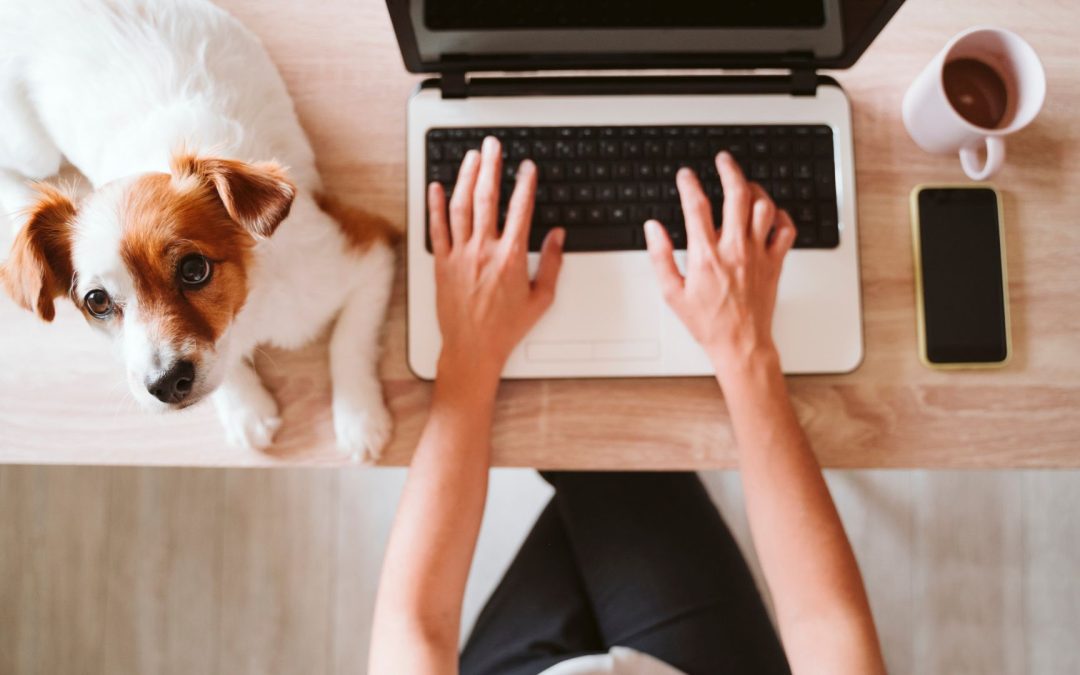 How to Make Your Dog Famous on Instagram (Beginner’s Guide)
