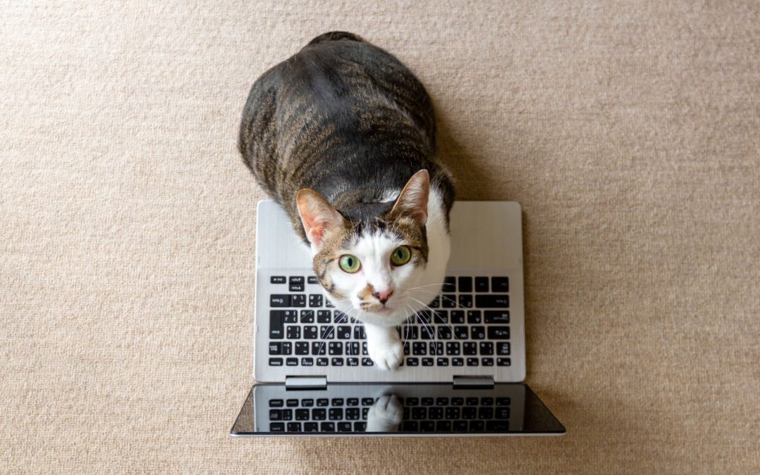 How To Become a UGC Pet Content Creator | 7 Ways to Get Paid with UGC