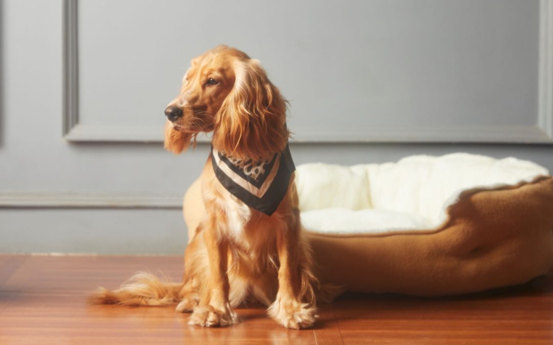 Become a Profitable Pet Influencer on Instagram in 2025