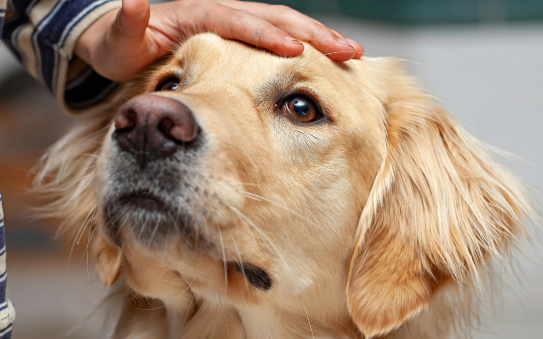 How Do Pet Creators Get Monetized Quickly on YouTube?