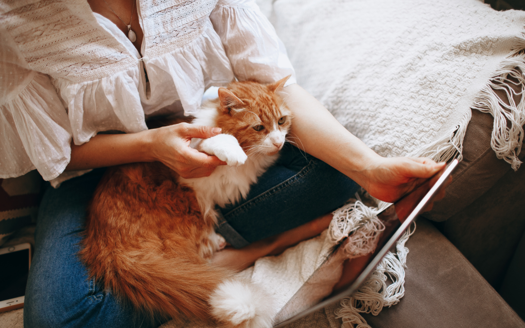 How Do You Become More Confident On Camera As A Pet Content Creator?