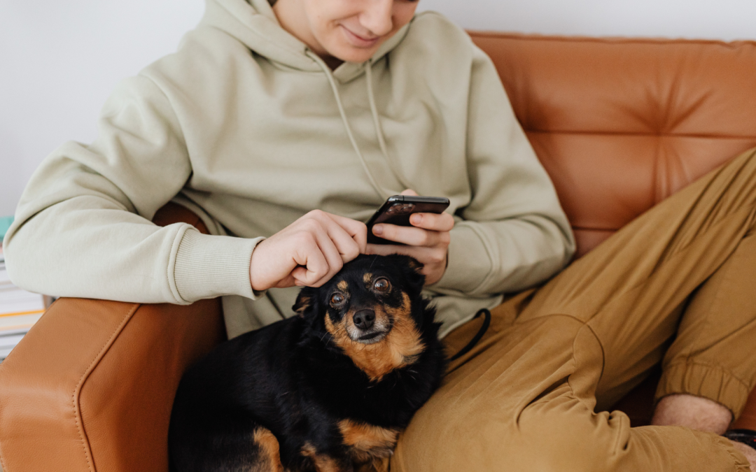 How To Make Your Cat Go Viral (And Make Money With It!)