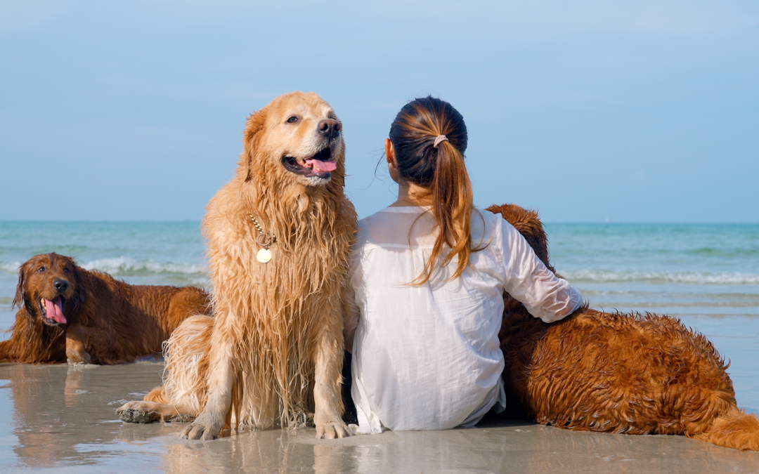 How To Make A Successful Dog YouTube Channel