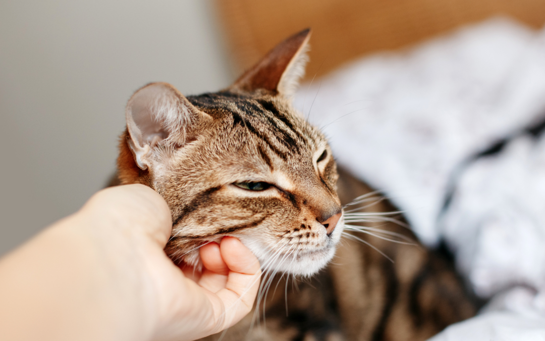 How YOUR Cat Can Make Money on YouTube in 2026