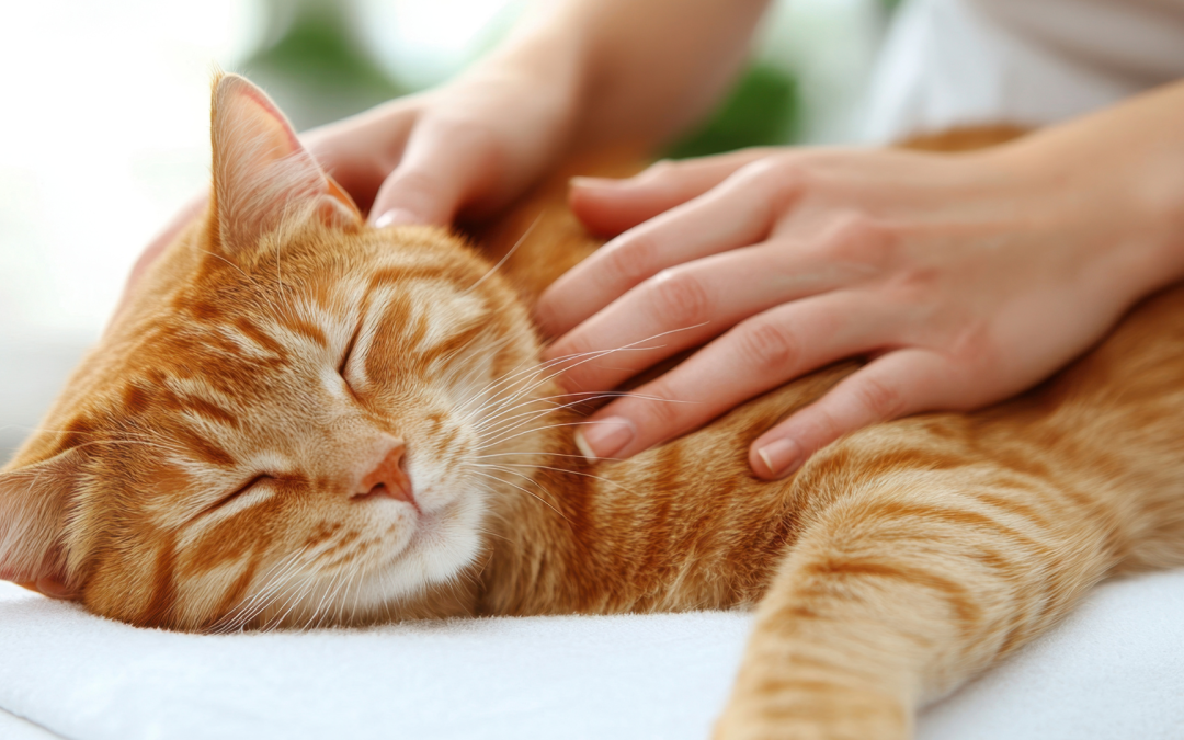 How YOUR Cat Can Buy You a House (By Being a Pet Influencer)
