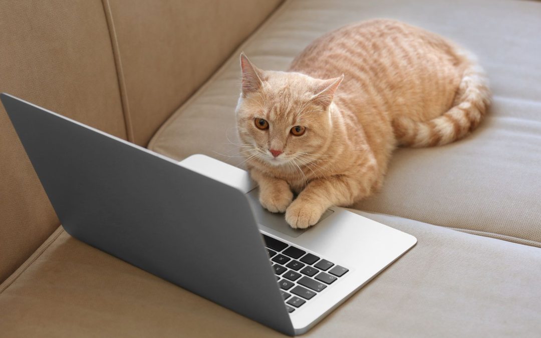 How To Become A Pet Influencer in 2026 (And Earn Money From Your Pet!)