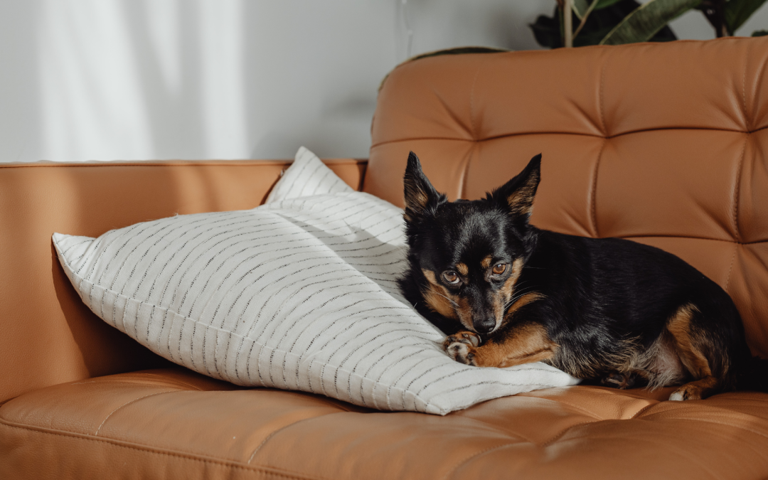 How to Make Your Pet Famous on YouTube (And Make Real Income!)
