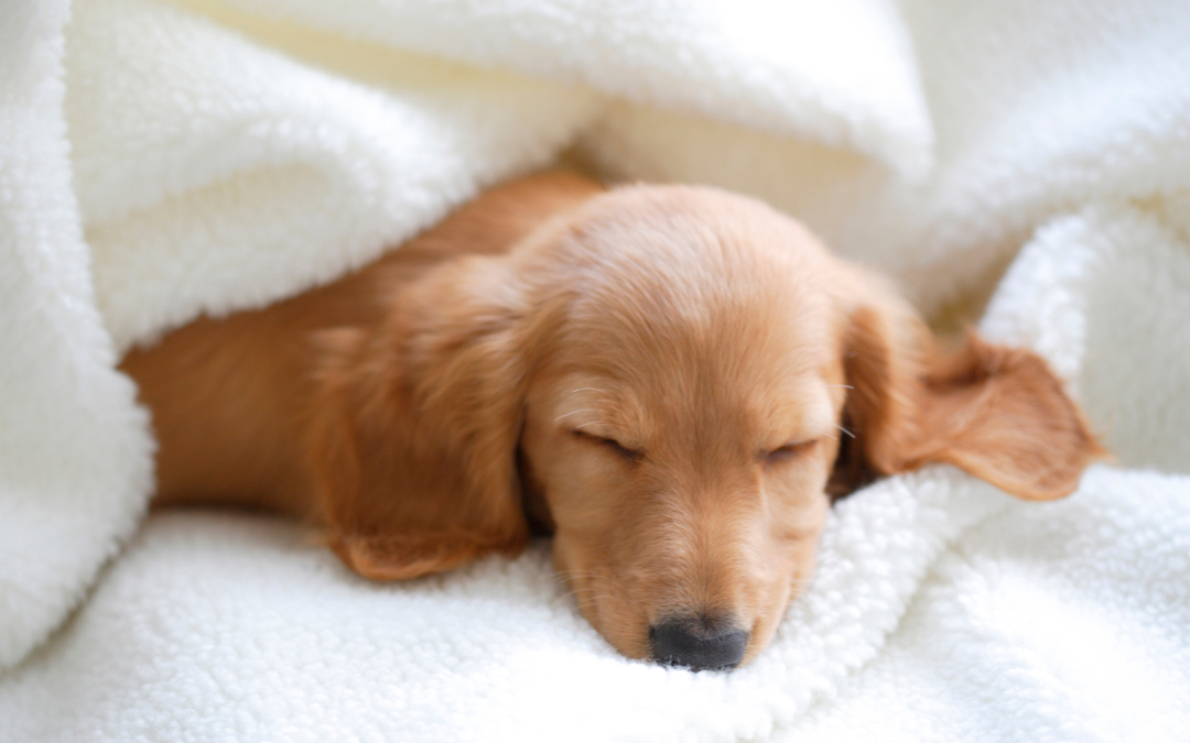 The REAL Truth About Being a Pet Influencer in 2026