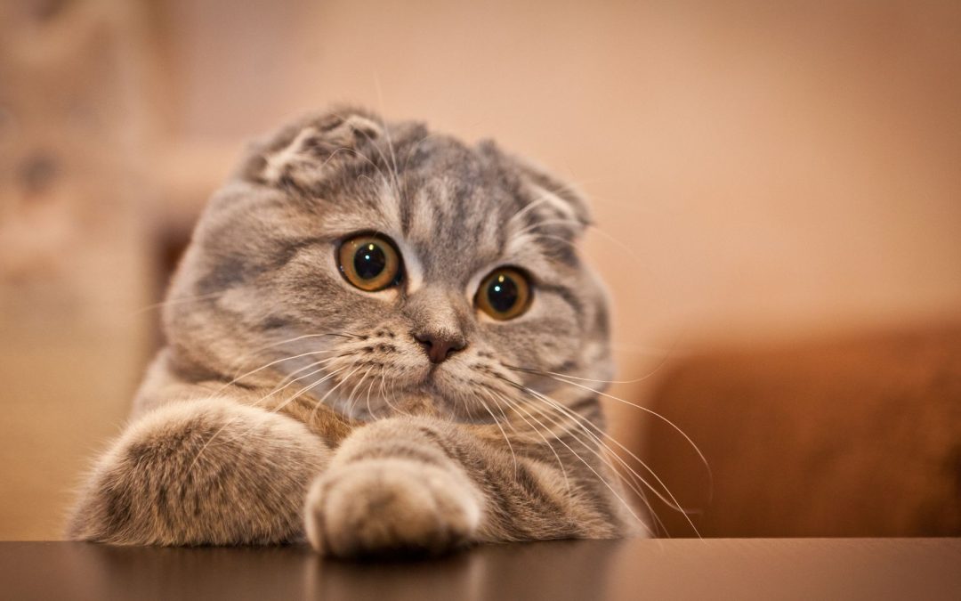 How Pet Influencers Get Free Products in 2026? (and How You Can Too)