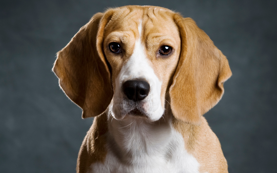 How to Create a Pet Influencer Media Kit (And Land Paid Brand Deals!)