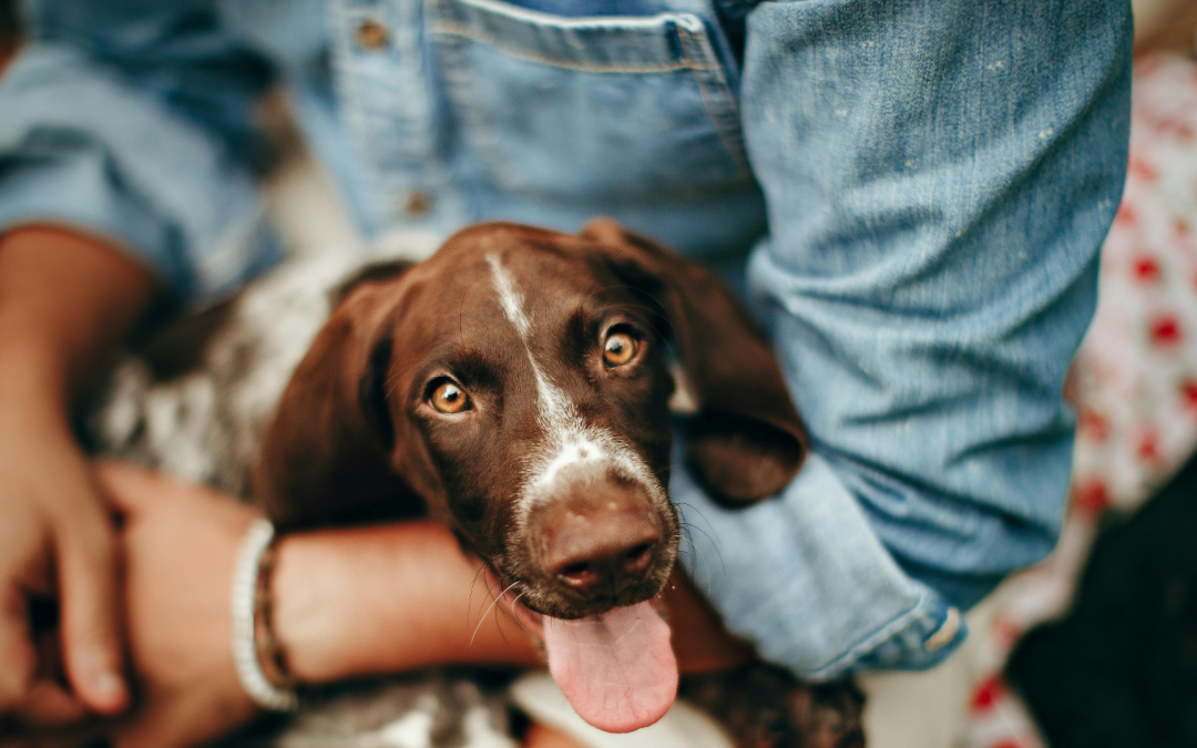 How to Grow Your Pet Instagram to 10,000 Followers in 2026