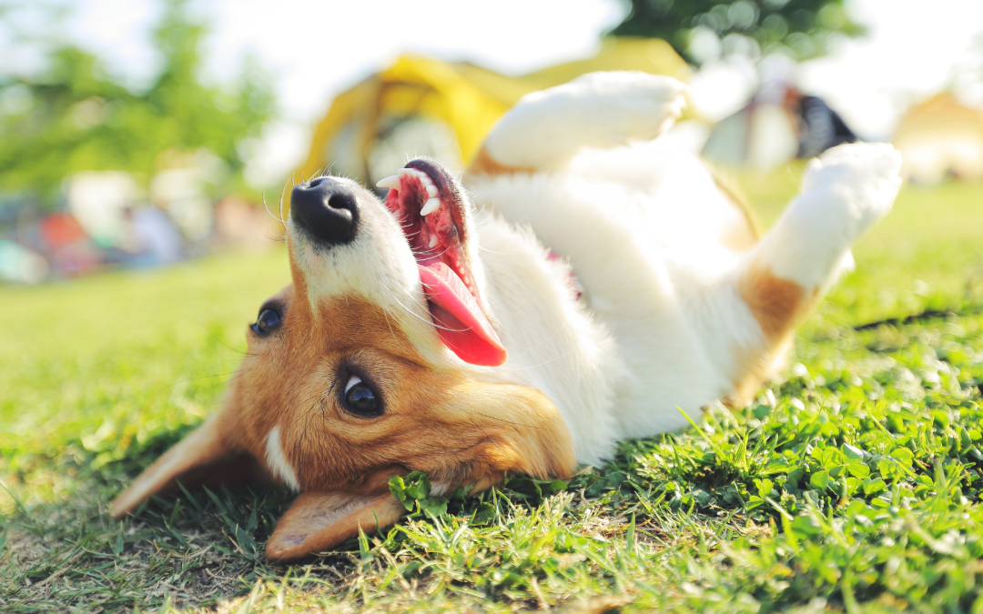 How to Grow to $100K Per Year as a Pet Influencer