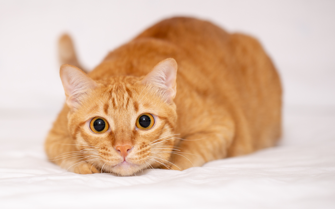 How to Grow a Pet Influencer Account Fast in 2026