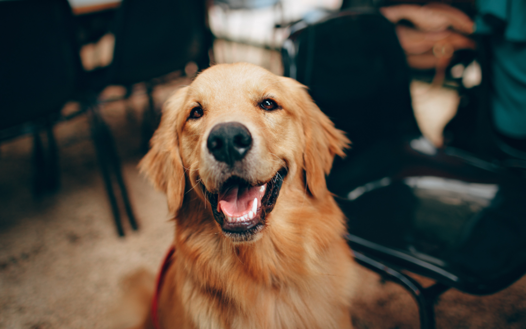 What I Would Do Differently Starting a Pet Influencer Account in 2026