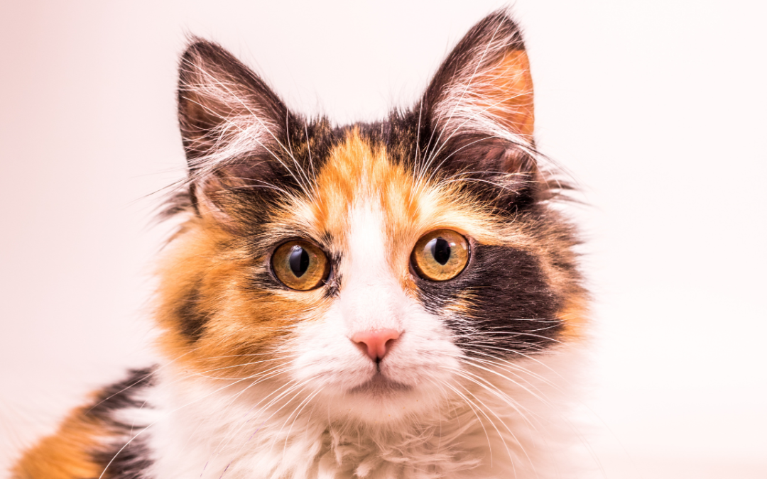 Why Pet Influencing Is the BEST Niche in 2026 (And Easier Than You Think!)