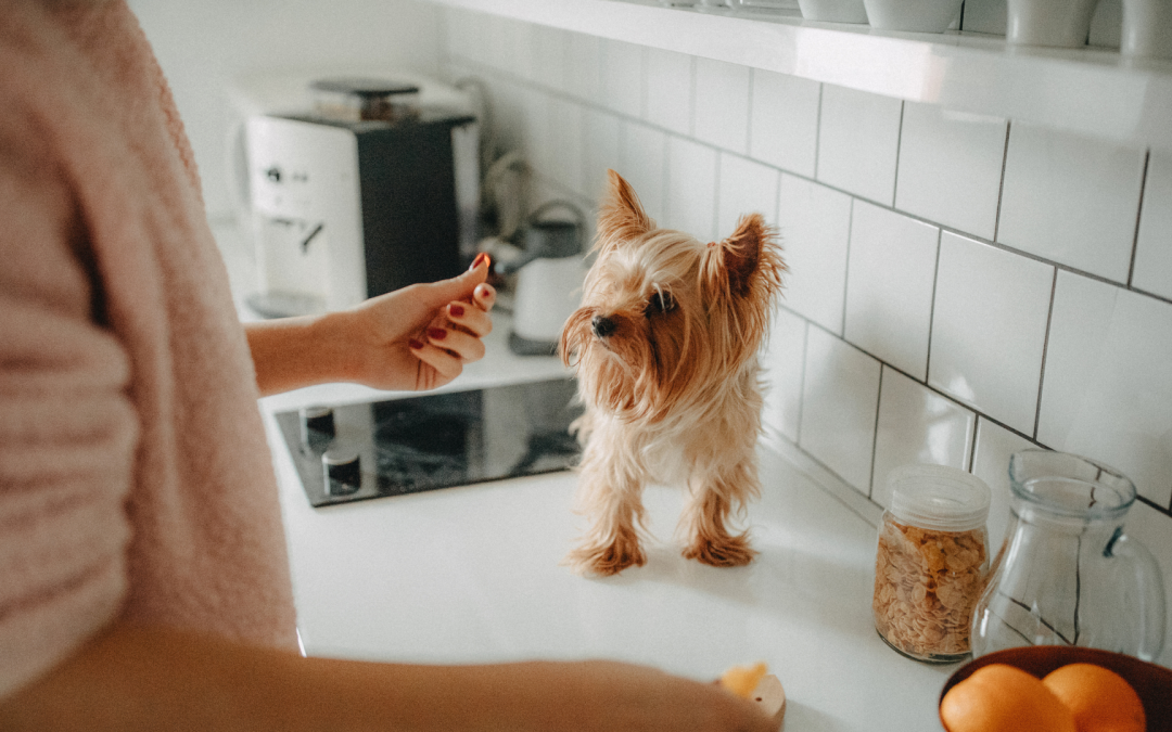 How To Grow Your Pet Instagram Channel Using The 1% Rule