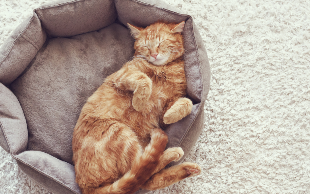 Why Most Pet Influencers Burn Out (Before They Ever Succeed)