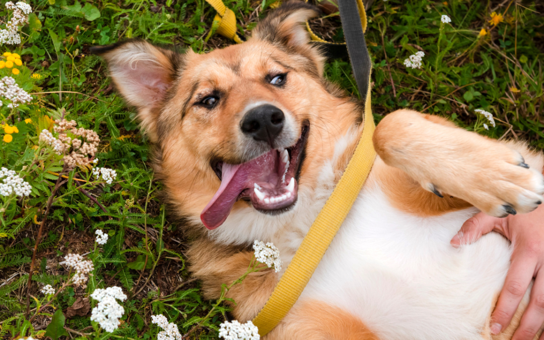 How I Made My Pet Famous Online (And How You Can Too!)
