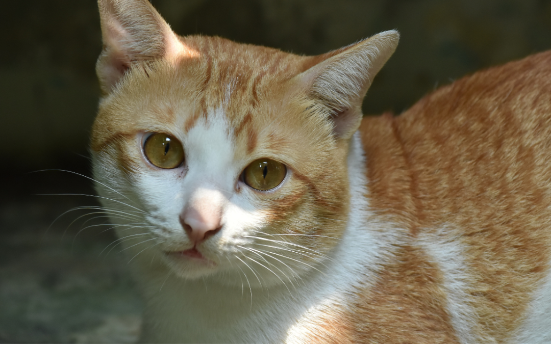 This Pet Has the BEST Chance of Becoming Famous Online