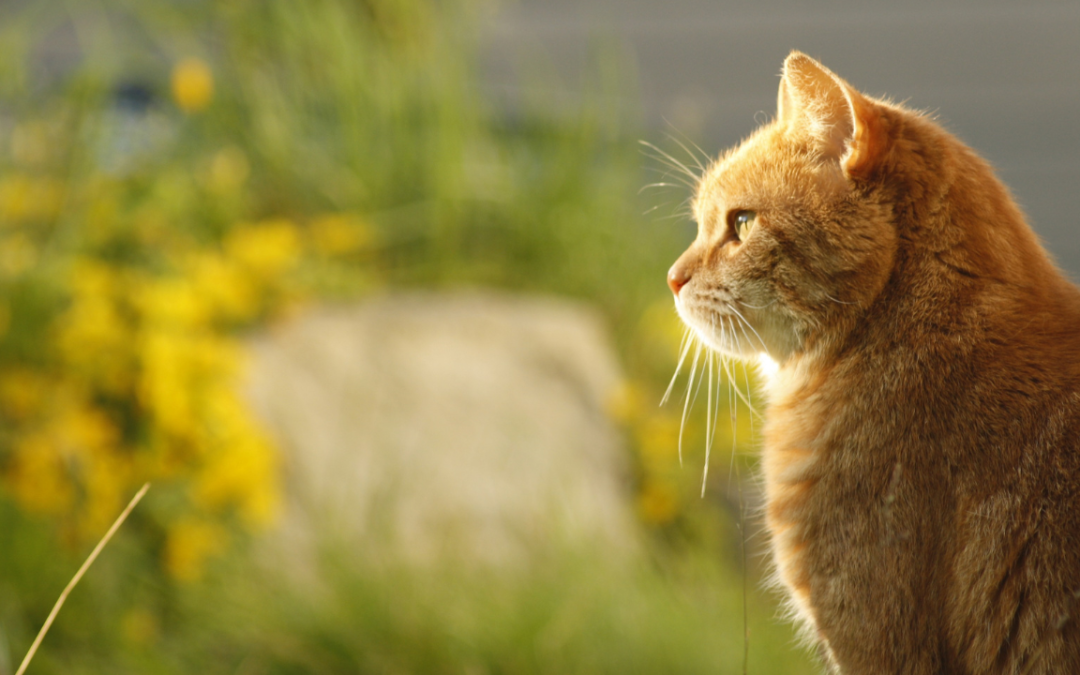 How I Made Over $100,000 From Pet Brand Deals (And How You Can Too)