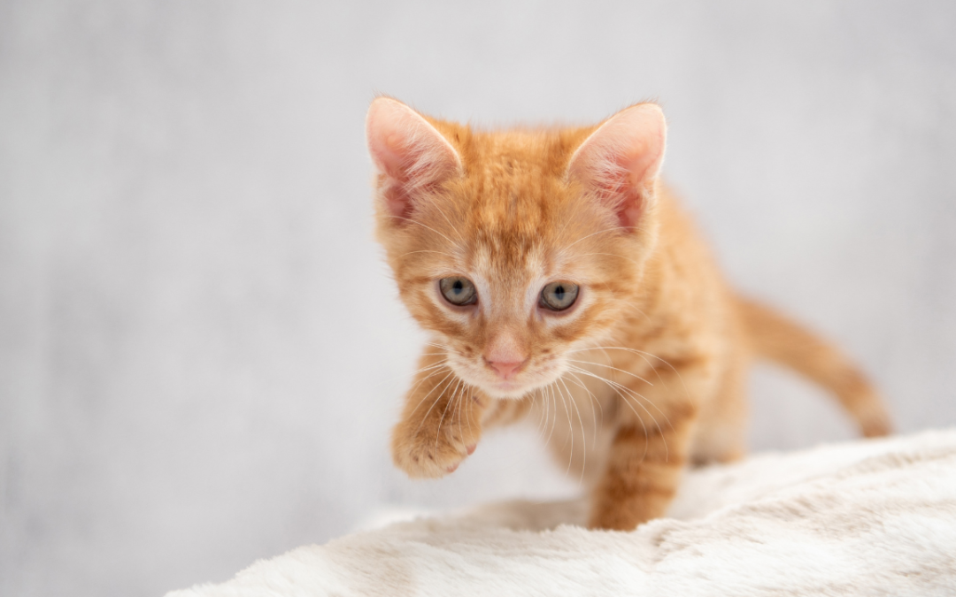 The Cons of Being A Pet Influencer (& How to Protect Yourself Online!)