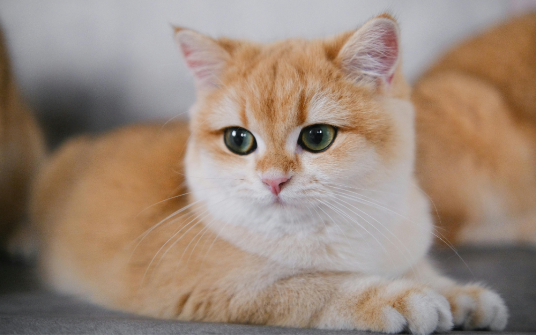 What Is It Like Being A Pet Influencer? (Your Real Questions Answered!)
