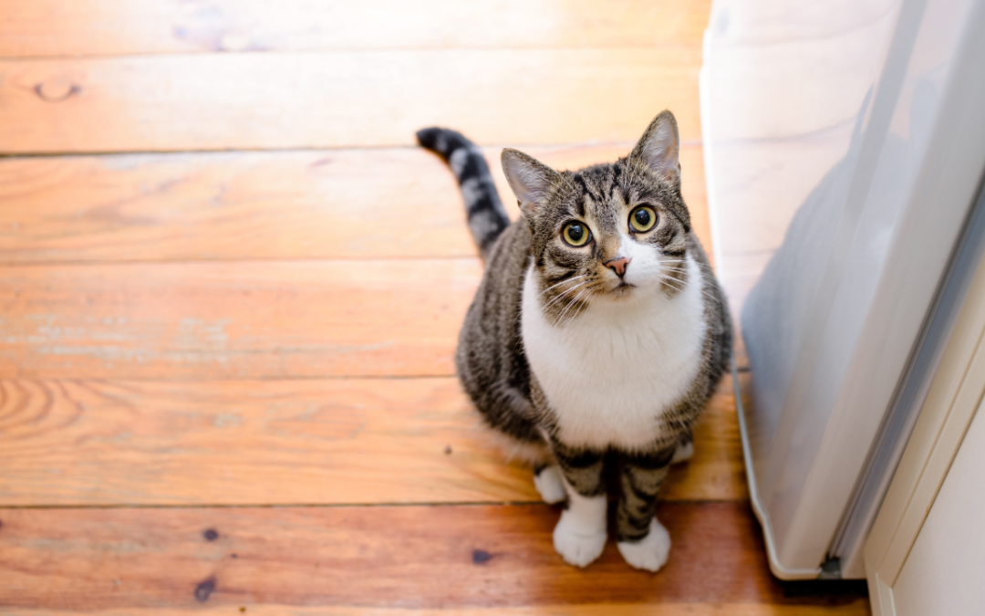 How to Become a Six Figure Pet Influencer: The 3 Step Strategy That Actually Works