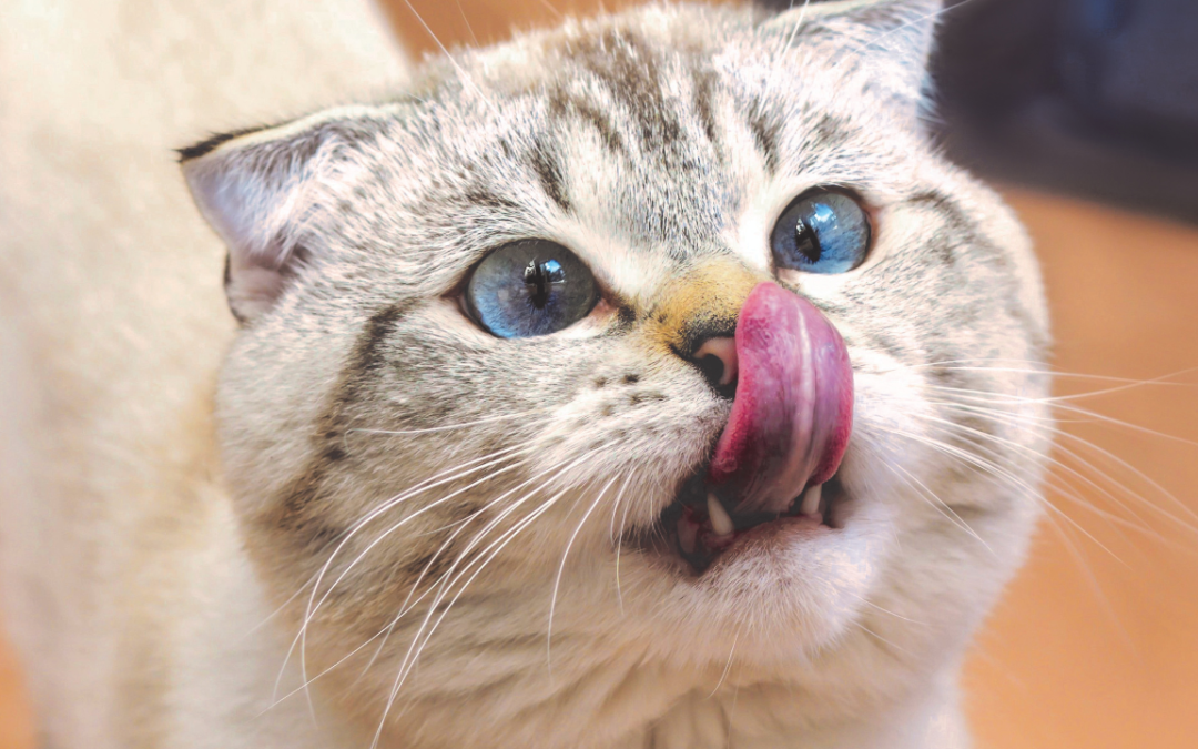 How to Use Storytelling to Make Pet Influencer Content More Viral
