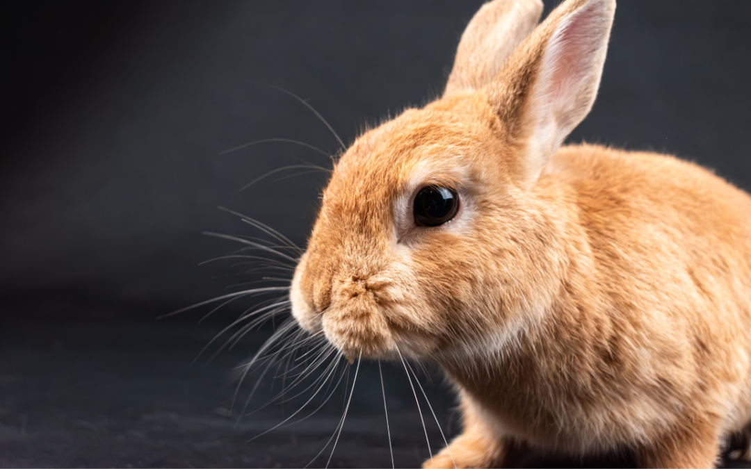 When Can You Start Making Money as a Pet Influencer?