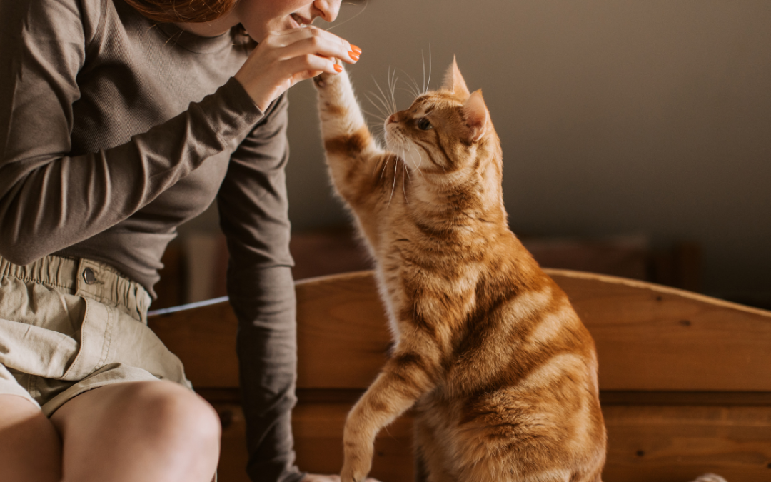 How to Make Money With Pet UGC (Even If You Have No Followers!)