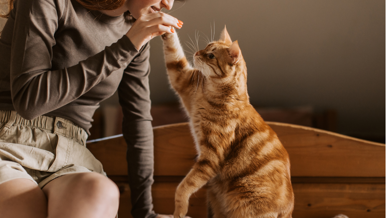 How to Make Money With Pet UGC (Even If You Have No Followers!)