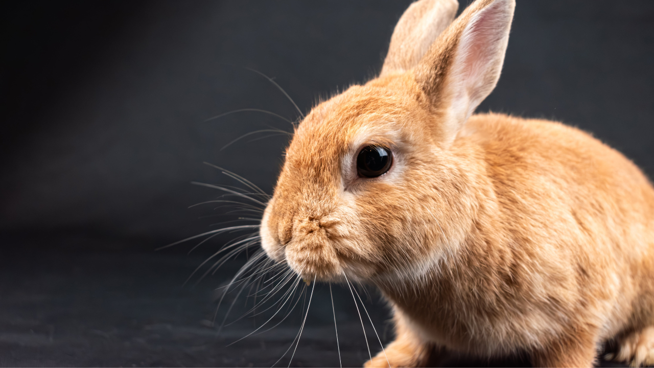 When Can You Start Making Money as a Pet Influencer?